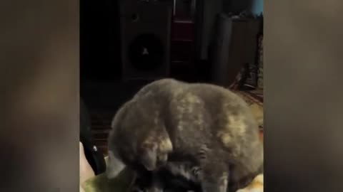 Funny cats