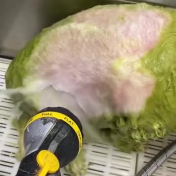 An all natural herbal spa for 🐶