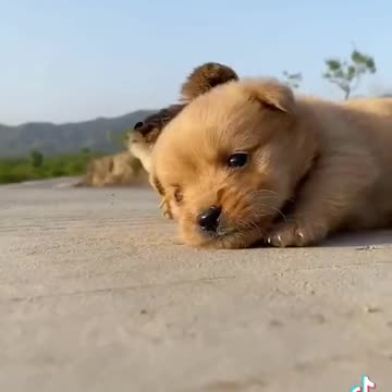 The Cuter Dog In The World - tiktok video