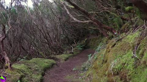 Relaxing birds music | jungle music | animal music | nature music