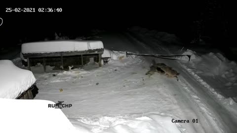 Lobos Fofos
