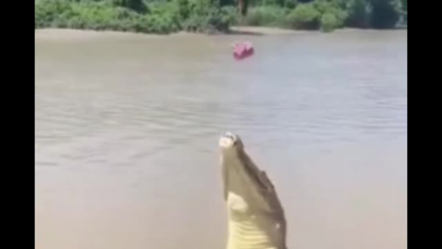 Funny video ll #shorts animal video