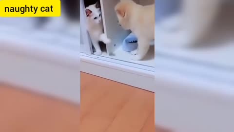 naughty cat