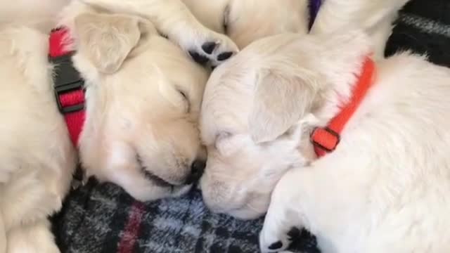 It's fun to sleep together during lunch break