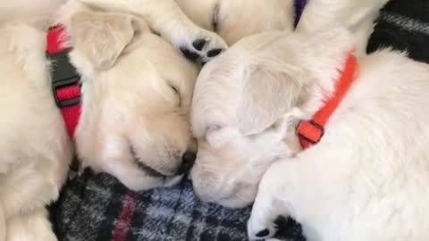 It's fun to sleep together during lunch break
