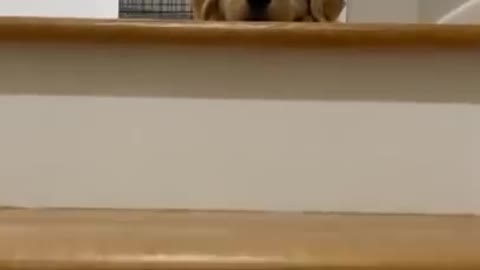Hello Dog