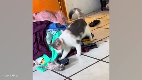 Funny Dogs And Cats