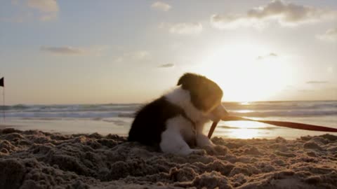 Adorable Puppy On The Beach