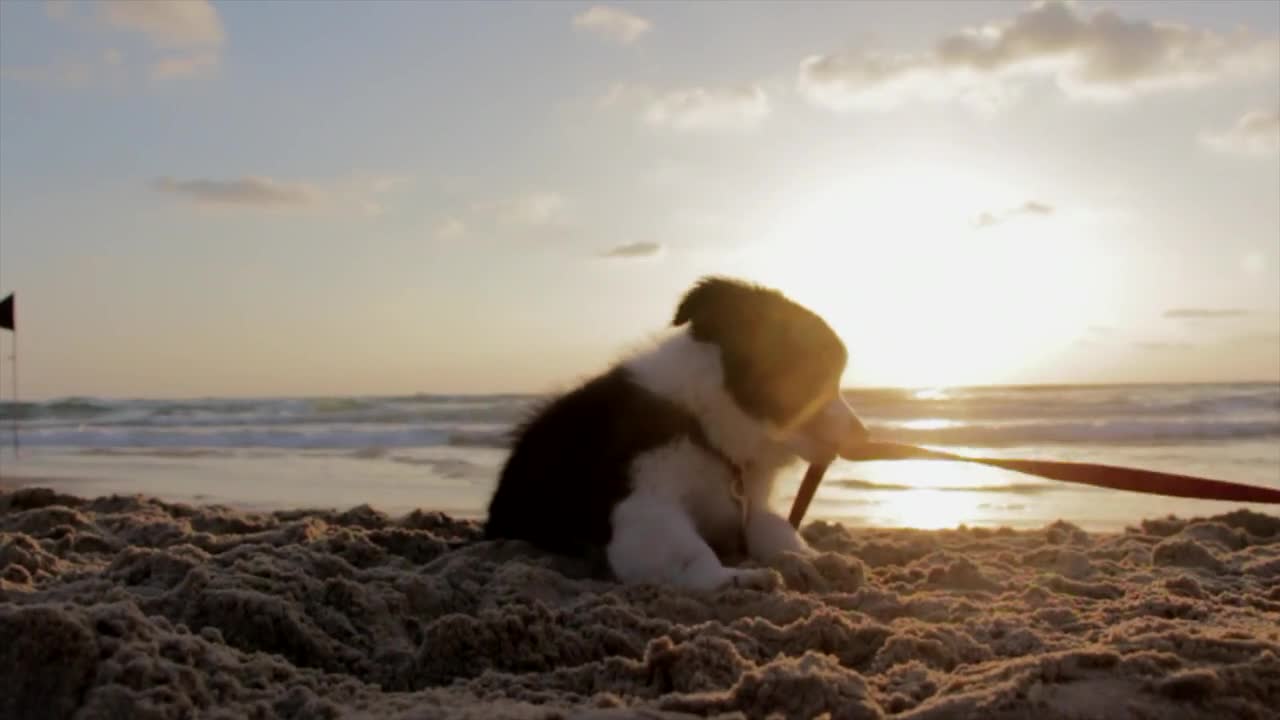 Adorable Puppy On The Beach