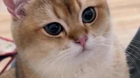 Cute cats baby cute cats full funny 😍