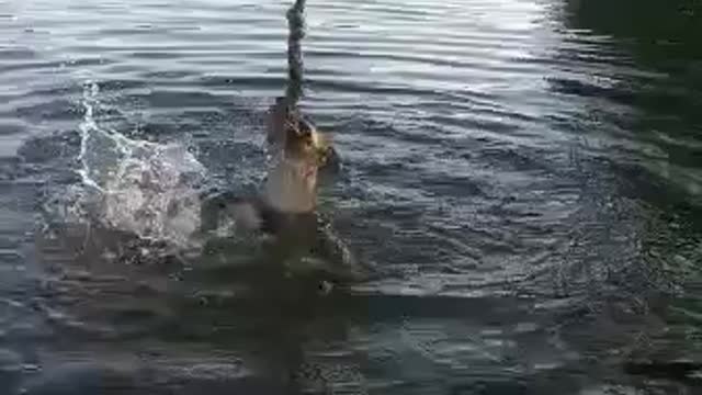 Dog in lake with swing rope