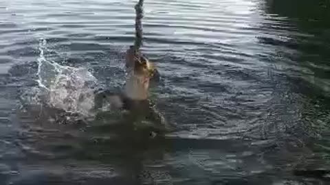 Dog in lake with swing rope