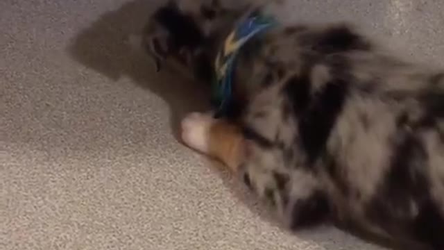Grey and black puppy plays with ice on linoleum floor