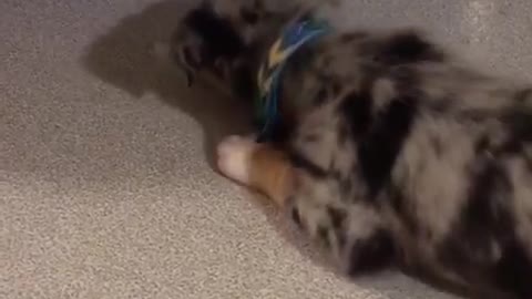 Grey and black puppy plays with ice on linoleum floor