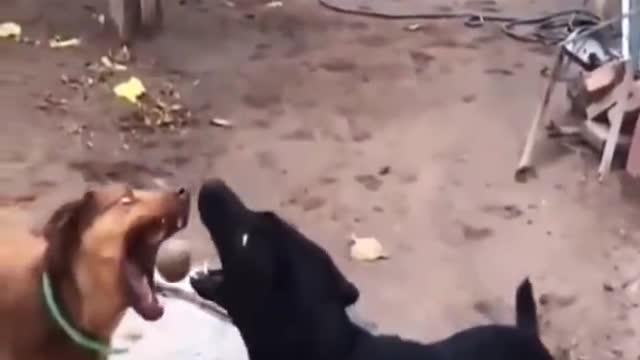 #Funniest #Cats 🐱 and #Dogs 🐶 #Part 22