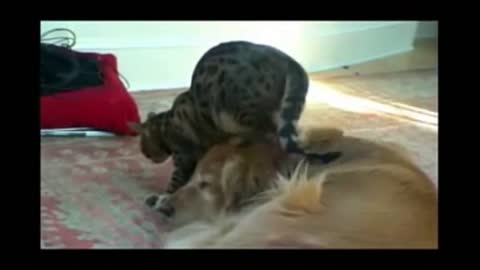 the cat torments the dog