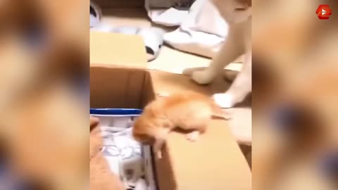 Funny Animals & Cute Pets Compilation