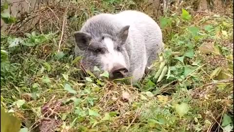 Dottie#foryou#foryoupage#fyp#watchmegrow#farmlife