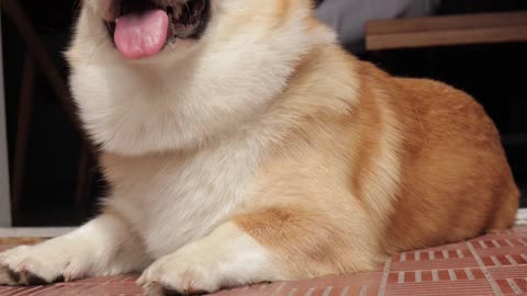 Funny Moment 😍 Cute Funny Dog #Shorts