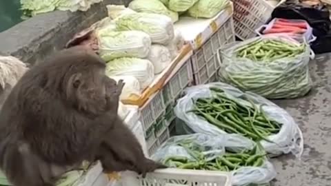 Funny animal 😀/ cute baby animals.