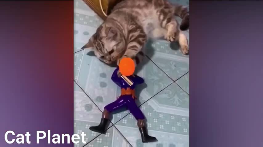 Funny Cats World