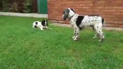 These two really enjoys each others componey