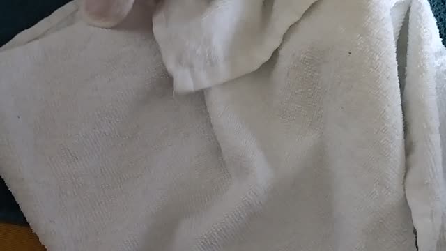 Rabbit vs Towel. Never ending struggle!