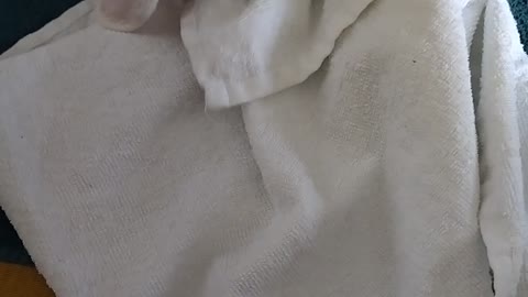 Rabbit vs Towel. Never ending struggle!