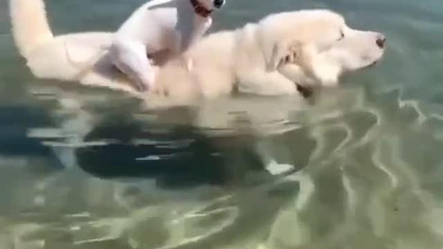 Cute dogs being bros..