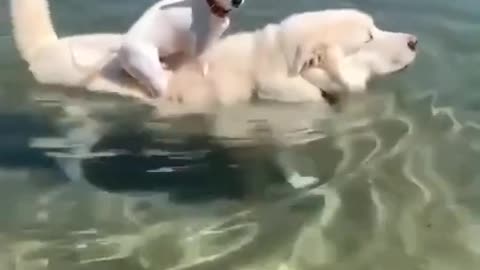 Cute dogs being bros..
