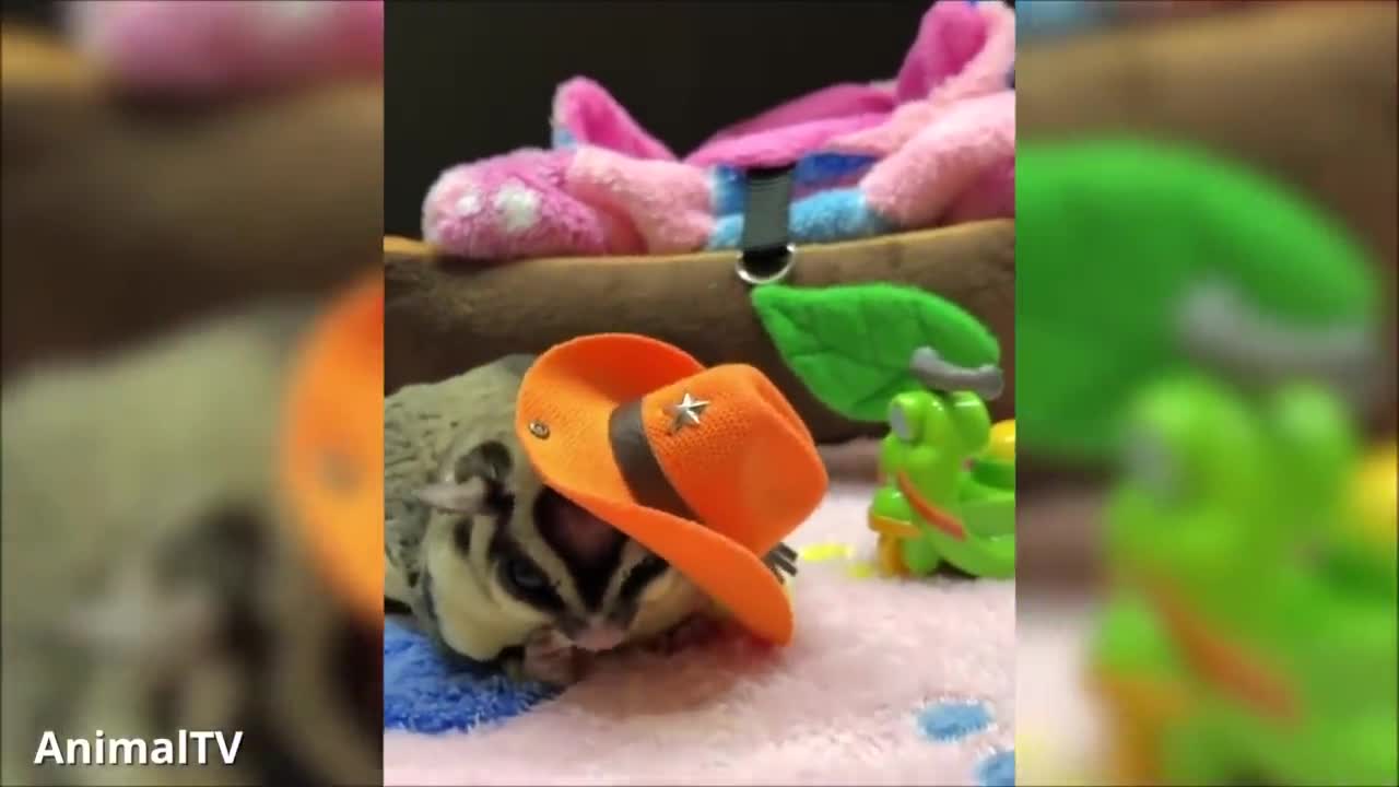 sugar gliders flying