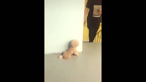 COMÉDIA - Poodle dando susto no Dono