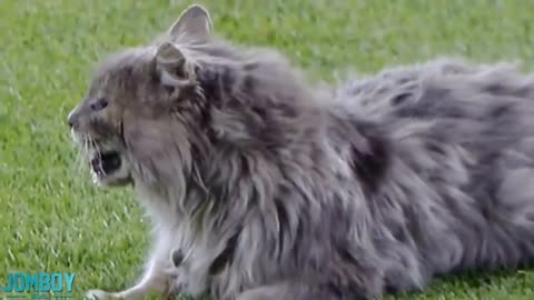 Cat on the field, a breakdown !