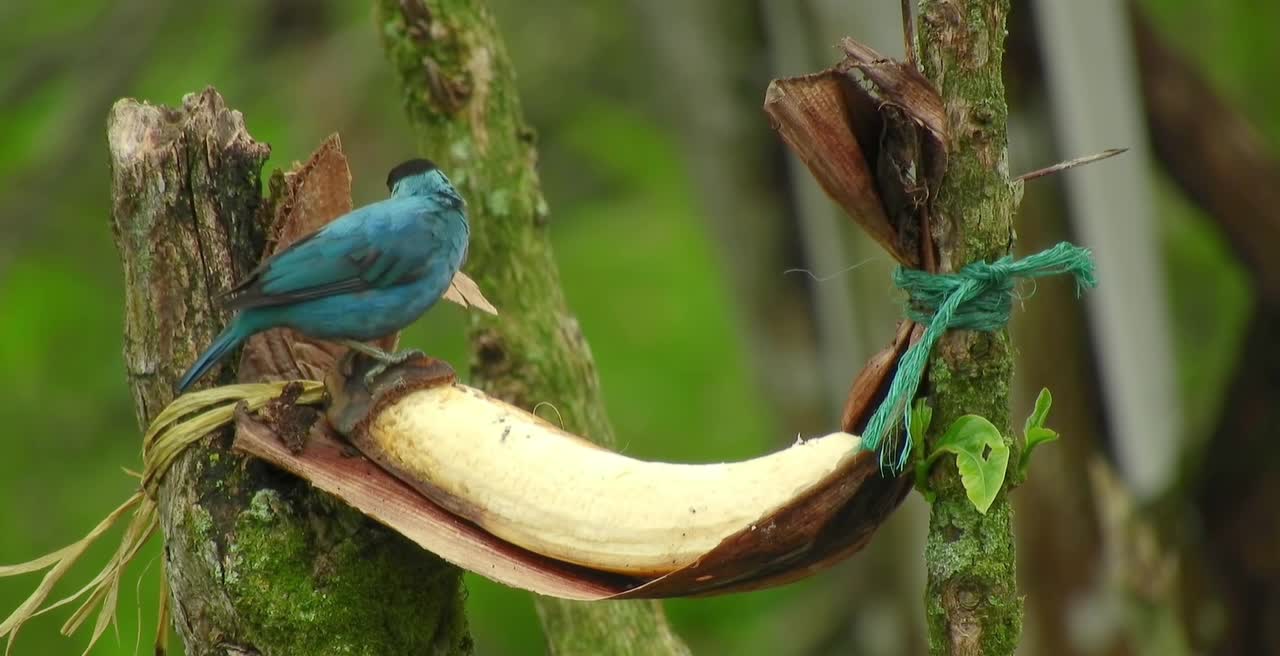 Breathtaking Colorful Birds of the Rainforest2.DimDyY