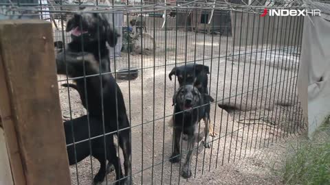 Zadarski azil za pse