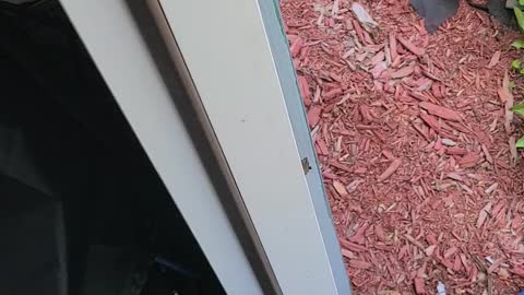 Ryobi airstrike nailgun on rapid!