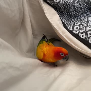 Parrot helps mom make bed