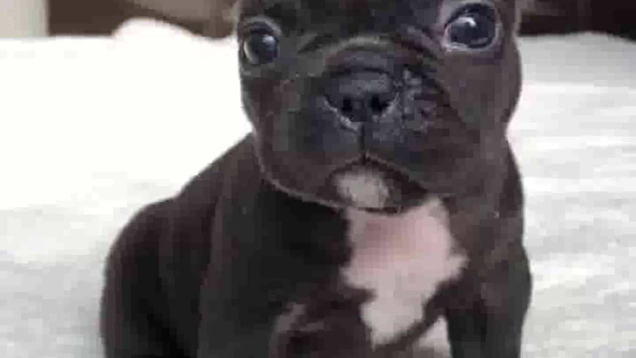 The cutest puppy of YouTube 🥰 shorts cuteanimals frenchbulldog