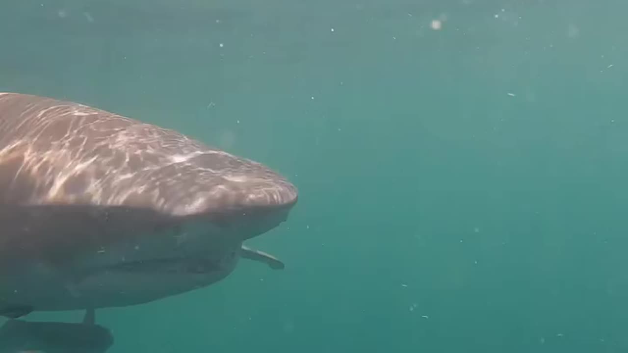 Wildlife & Funs