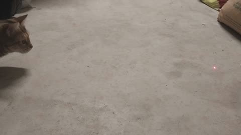 Precious Pussycat Show chase the Lazer Pointer