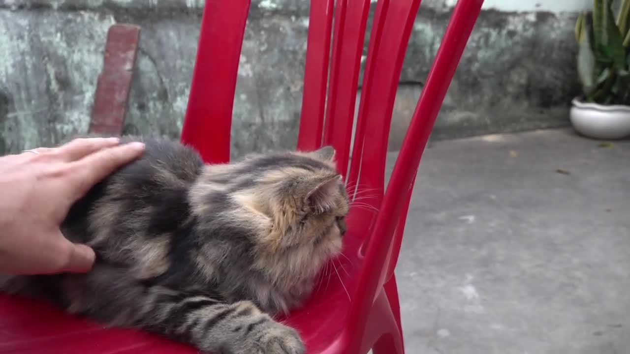 Cat React When Seeing Stranger 1st Time - Running or Being Friendly | Viral Cat