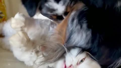 Stop sitting on my face 😾😹