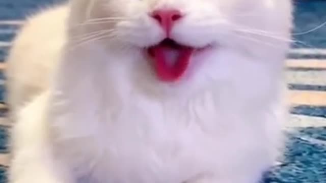 When a cat and dog have been together for a long time