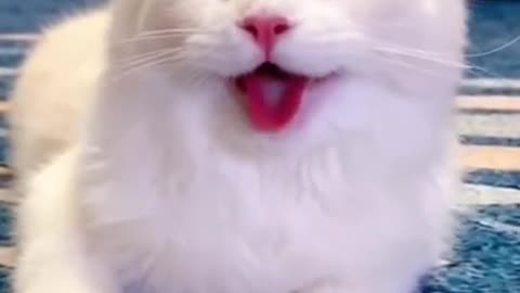 When a cat and dog have been together for a long time