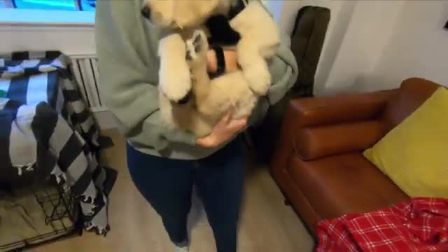 Golden Retriever dog super happy with new friends, Moments, Inspired by life