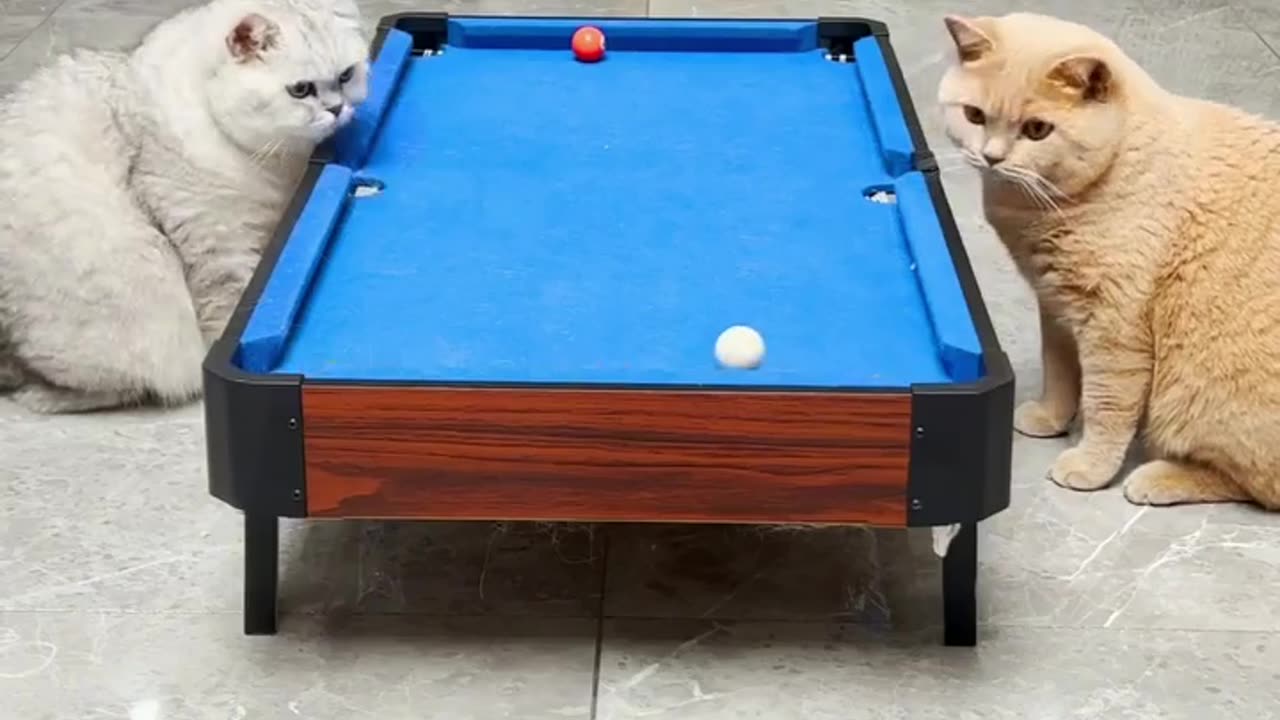 Cat playing carronboard #reels #video #viral #2023 #shorts #rumble