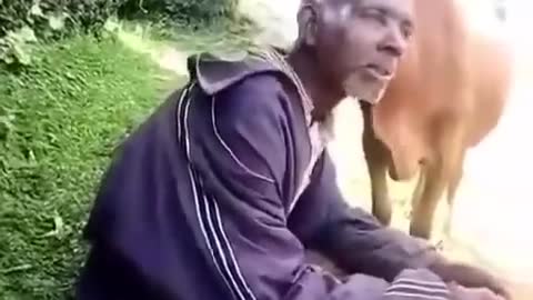 funny man vs cow