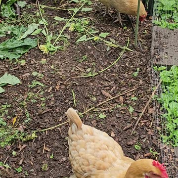 OMC! Three of my little chicken friends enjoying their morning together! #friends #chickens #shorts