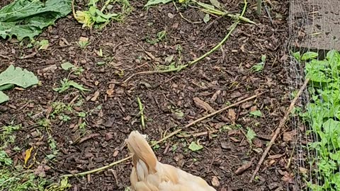 OMC! Three of my little chicken friends enjoying their morning together! #friends #chickens #shorts