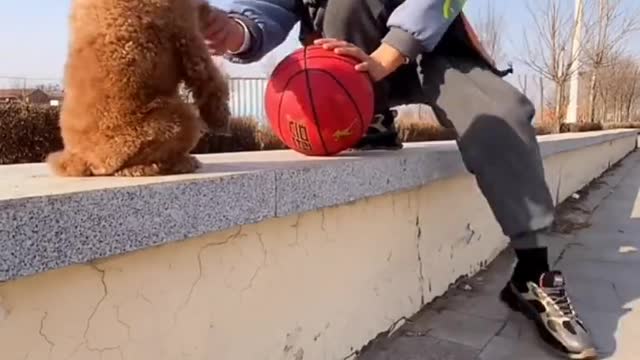 🐕baby dog2021🐶cute dogs🐕 funny dog,🐶dog compilation🐕short video🐶 cute animals videos🐕